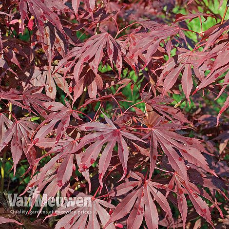 Acer palmatum