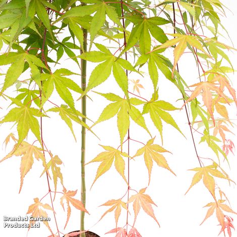 Acer palmatum 'Cascade Ruby'