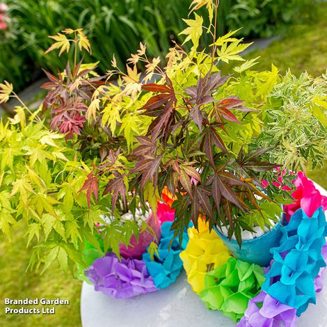 Acer palmatum 'Festival'