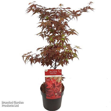 Acer palmatum 'Little Red'