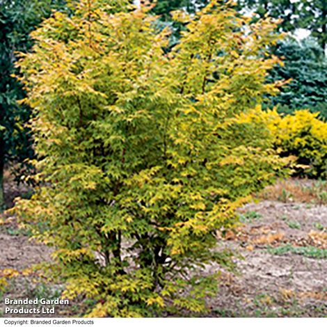 Acer palmatum 'Summer Gold'