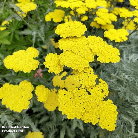 Achillea 'Moonshine'