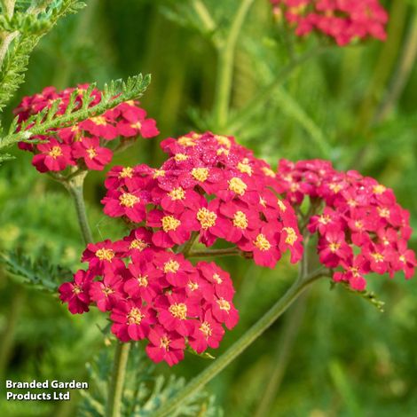 Achillea millefolium 'Paprika'