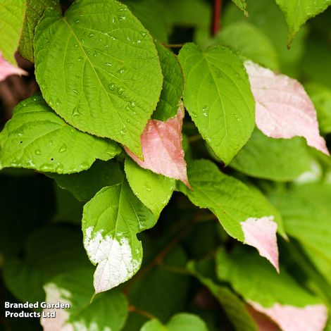 Actinidia 'Kolomikta'