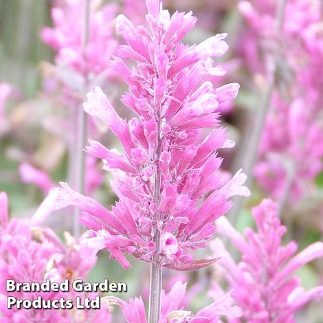 Agastache 'Bolero'