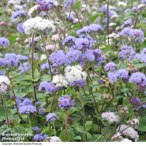 Ageratum houstonianum 'Timeless Mixed' - Seeds