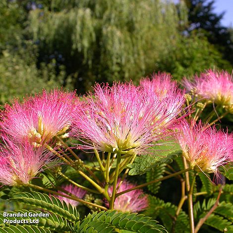 Albizia julibrissin 'Tropical Dream'