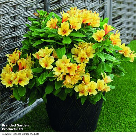 Alstroemeria 'Spring Valley' (Summer Paradise Series)