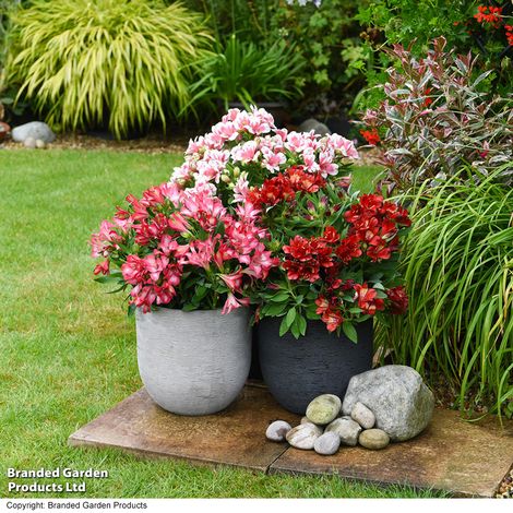 Alstroemeria 'Pink Passion'