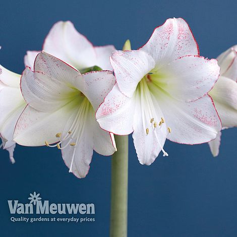 Amaryllis 'Picotee'