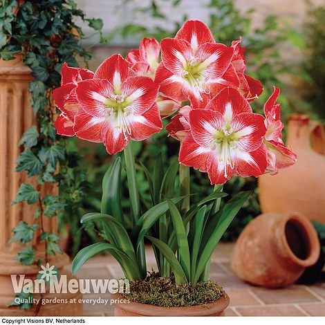 Amaryllis 'Minerva'