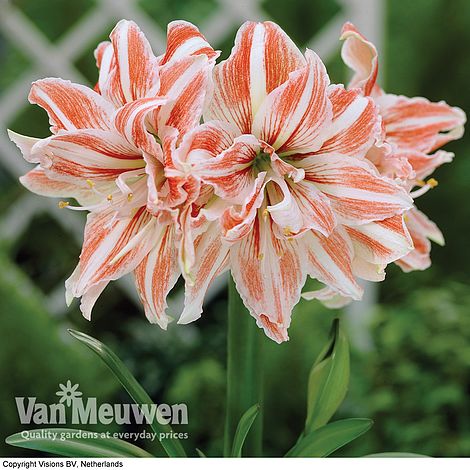 Amaryllis 'Dancing Queen'