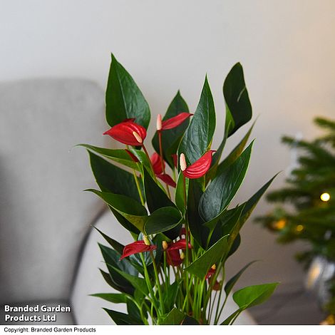 Anthurium 'Million Flower'