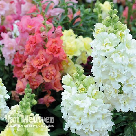 Antirrhinum majus 'Madame Butterfly Mix' | Van Meuwen