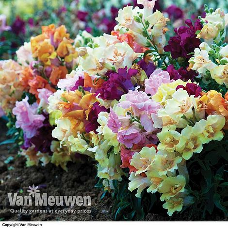 Hibiscus 'Flower Tower White' | Van Meuwen