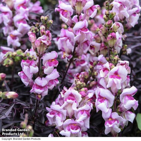 Antirrhinum majus 'Bronze Dragon' - Seeds