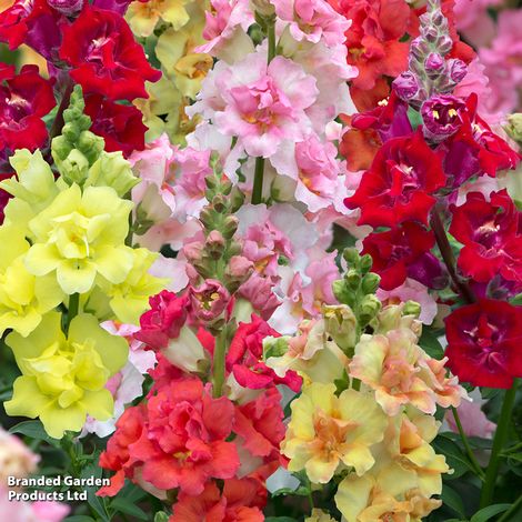 Antirrhinum 'Double Shot Mixed'