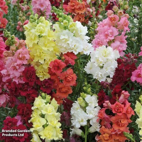 Antirrhinum majus 'Double Madame Butterfly Mixed' F1 Hybrid - Seeds