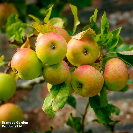 Apple 'Blenheim Orange'