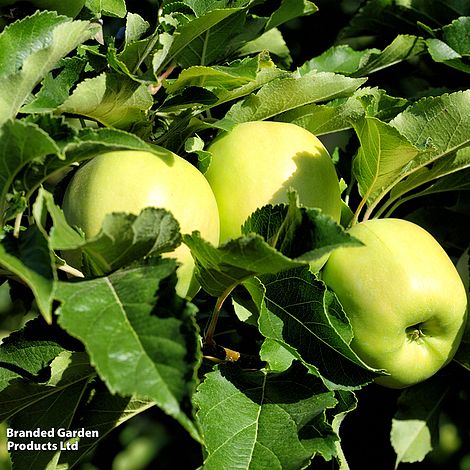 Apple 'Golden Delicious'