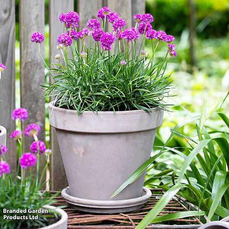 Armeria 'Dreameria Vivid Dreams'