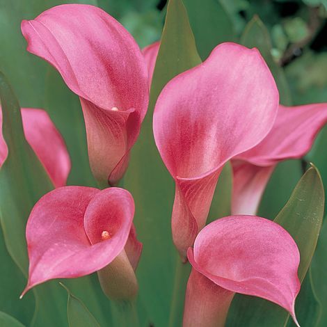 Arum Lily 'Garnet Glow' | Van Meuwen