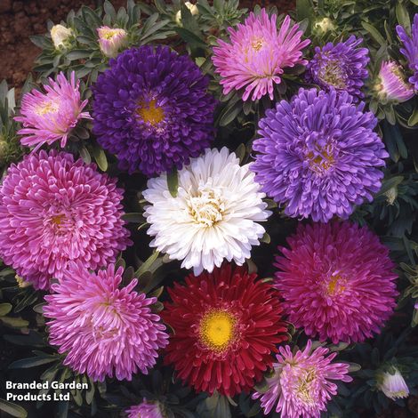 Aster 'Starlight Mixed'