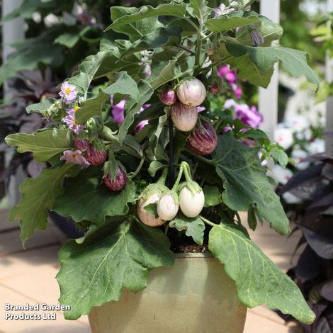 Aubergine 'Pinstripe' F1 Hybrid - Kew Collection Seeds