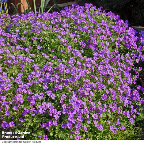 Aubrieta 'Purple Cascade' F1 Hybrid - Seeds