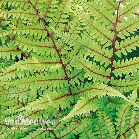 Athyrium niponicum var. pictum 'Pewter Lace'