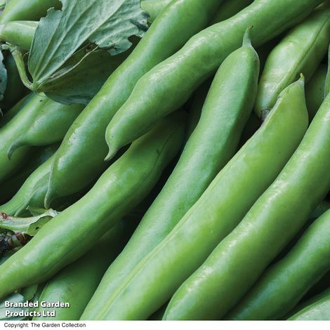 Broad Bean 'Express' - Seeds