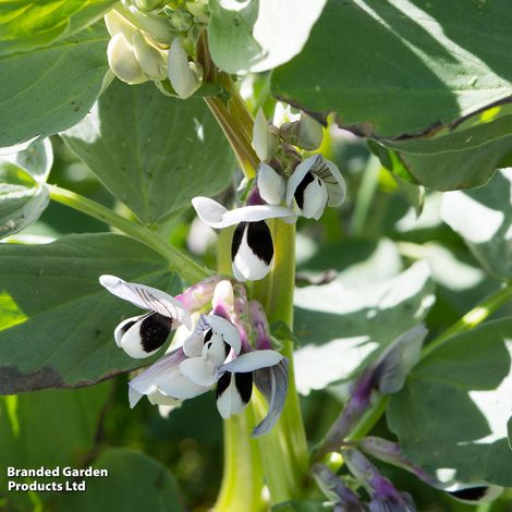 Broad Bean 'The Sutton' - Seeds