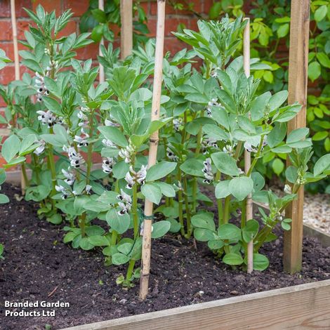 Broad Bean 'The Sutton'