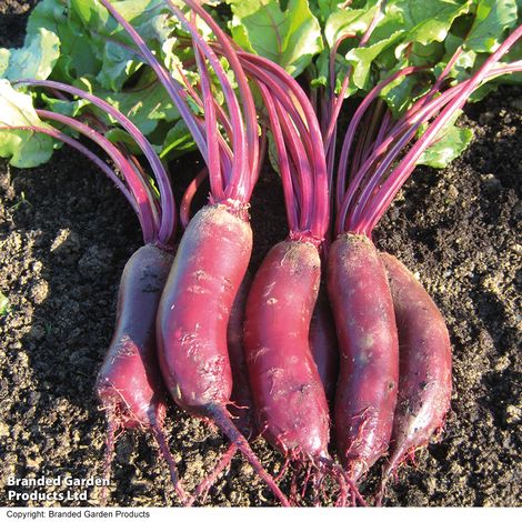 Beetroot 'Alto' F1 Hybrid - Seeds