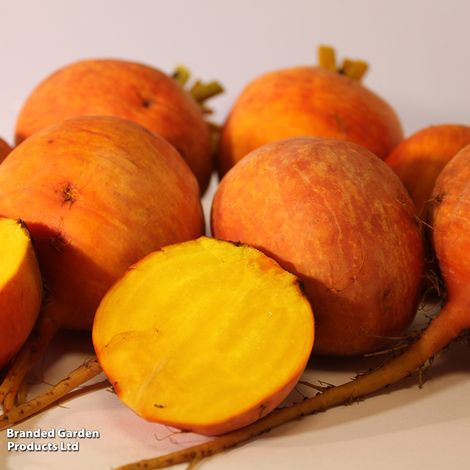 Beetroot 'Boldor' - Seeds