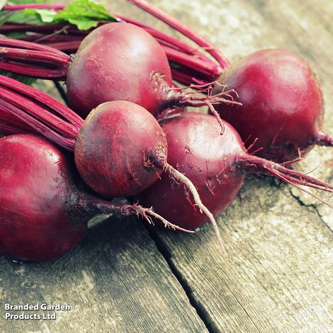 Beetroot 'Pablo' F1 Hybrid - Seeds