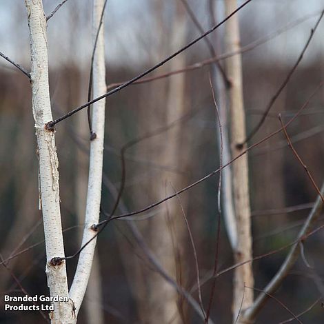 Silver Birch (Hedging)