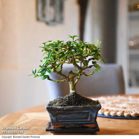 Bonsai Carmona microphylla