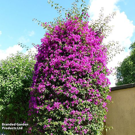 Bougainvillea 'Alexandra'