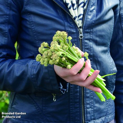 Broccoli 'Burbank' F1 Hybrid (White Sprouting) - Seeds