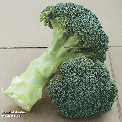 Broccoli 'Green Magic' (Calabrese) - Seeds