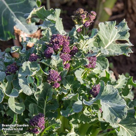 Broccoli 'Purple Rain' F1 Hybrid (Purple Sprouting) - Seeds