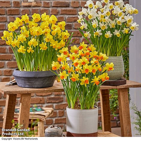 Daffodil Container Collection