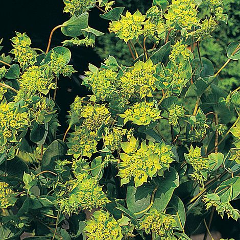 Bupleurum rotundifolium 'Green Gold' - Seeds