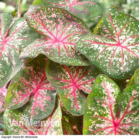 Caladium Pink Beauty Van Meuwen