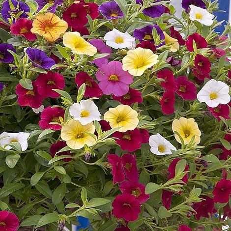 Calibrachoa 'Calabria Mix' | Van Meuwen