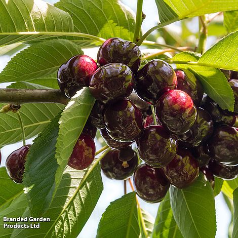 Cherry 'Sunburst'