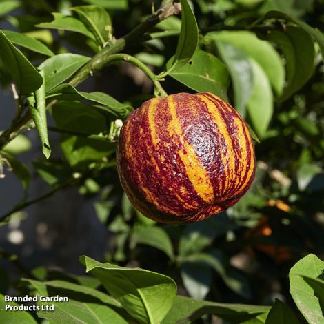 Blood meyer orange 'Arcobal' (Citrus Fruit)