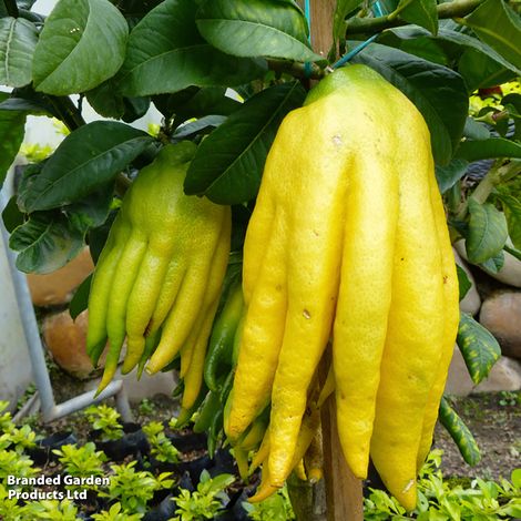 Citrus 'Hand of Buddha' (Citrus Fruit)