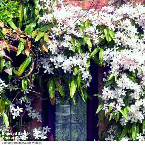 Clematis armandii 'Snowdrift'